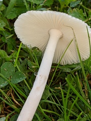 Amanita virginiana