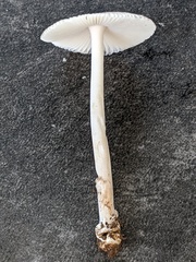 Amanita virginiana