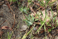 Stylidium brunonianum