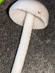 Amanita virginiana