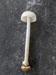 Amanita virginiana