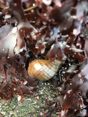Nucella