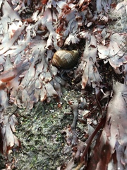 Nucella