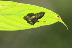 Gerosis phisara