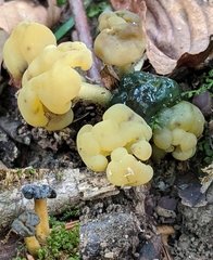 Hypomyces leotiicola