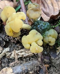 Hypomyces leotiicola