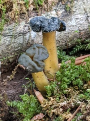 Hypomyces leotiicola