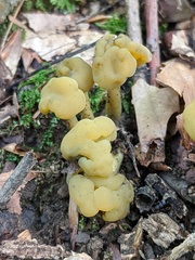 Hypomyces leotiicola