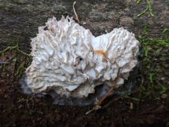 Hypomyces tremellicola
