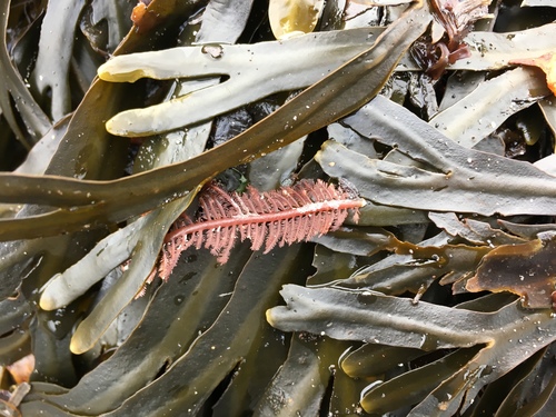 Ptilota gunneri observed 2020-09-19