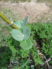 Calotropis procera image