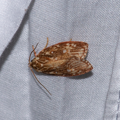 Euchaetis metallota