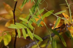 Lathyrus palustris pilosus