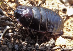 Geoscapheus robustus