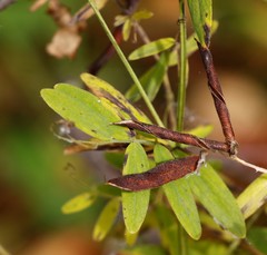 Lathyrus palustris pilosus