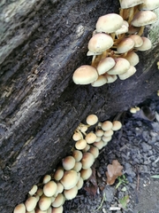 Hypholoma fasciculare