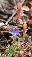 Gentiana squarrosa