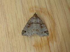 Lithilaria ossicolor