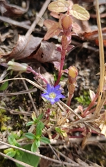 Gentiana squarrosa