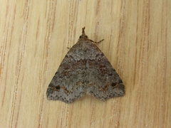 Lithilaria ossicolor