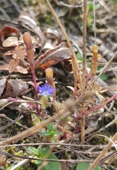 Gentiana squarrosa