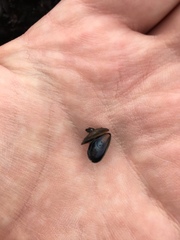 Bivalvia