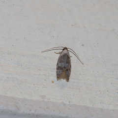 Scatochresis innumera