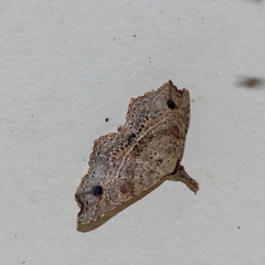 Philogethes metableta