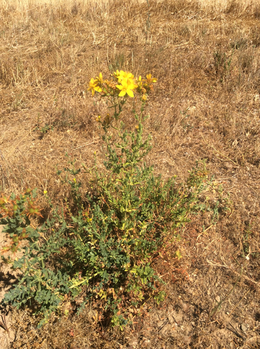 iNaturalist observation photo of Common St. John's Wort