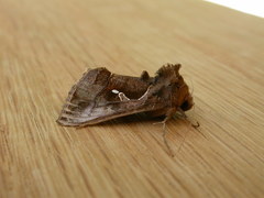 Chrysodeixis subsidens