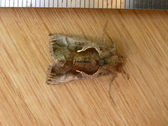 Chrysodeixis subsidens