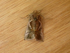 Chrysodeixis subsidens