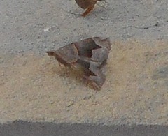 Scotopteryx moeniata