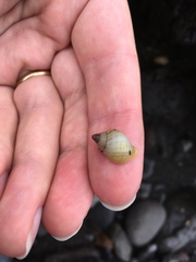 Nucella lapillus