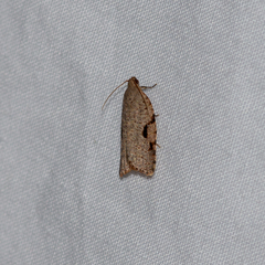 Meritastis piperata