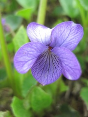 Viola langsdorffii