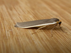 Palaeosia