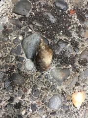 Nucella lapillus