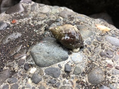Nucella lapillus