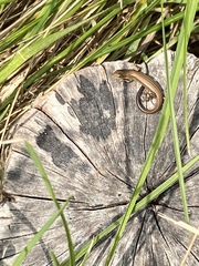 Pseudemoia rawlinsoni