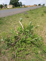 Calotropis procera image