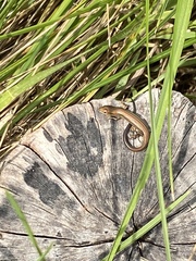 Pseudemoia rawlinsoni