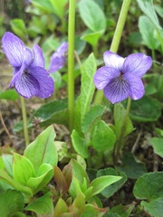 Viola langsdorffii