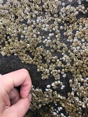 Balanidae