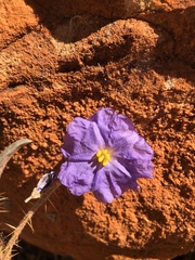 Solanum phlomoides
