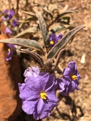 Solanum phlomoides