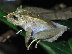Pristimantis appendiculatus