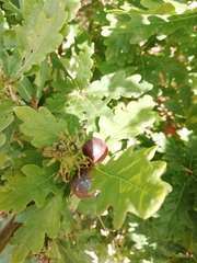 Andricus grossulariae