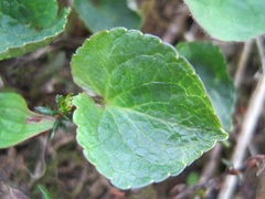 Viola langsdorffii