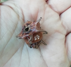 Andricus grossulariae